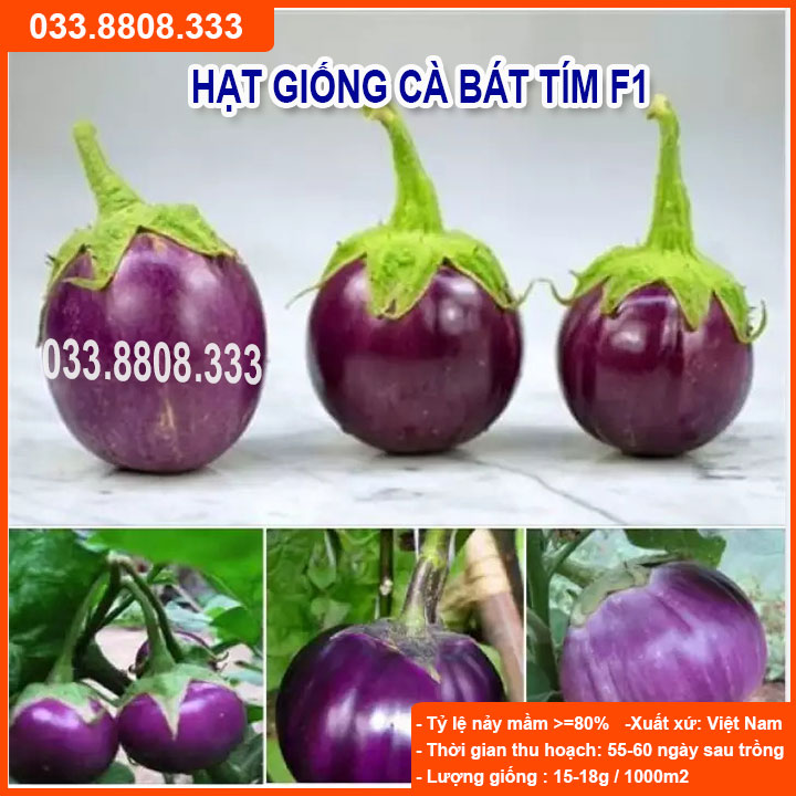 HẠT GIỐNG CÀ BÁT TÍM QUẢ TRÒN - QUẢ TO ĐẸP
