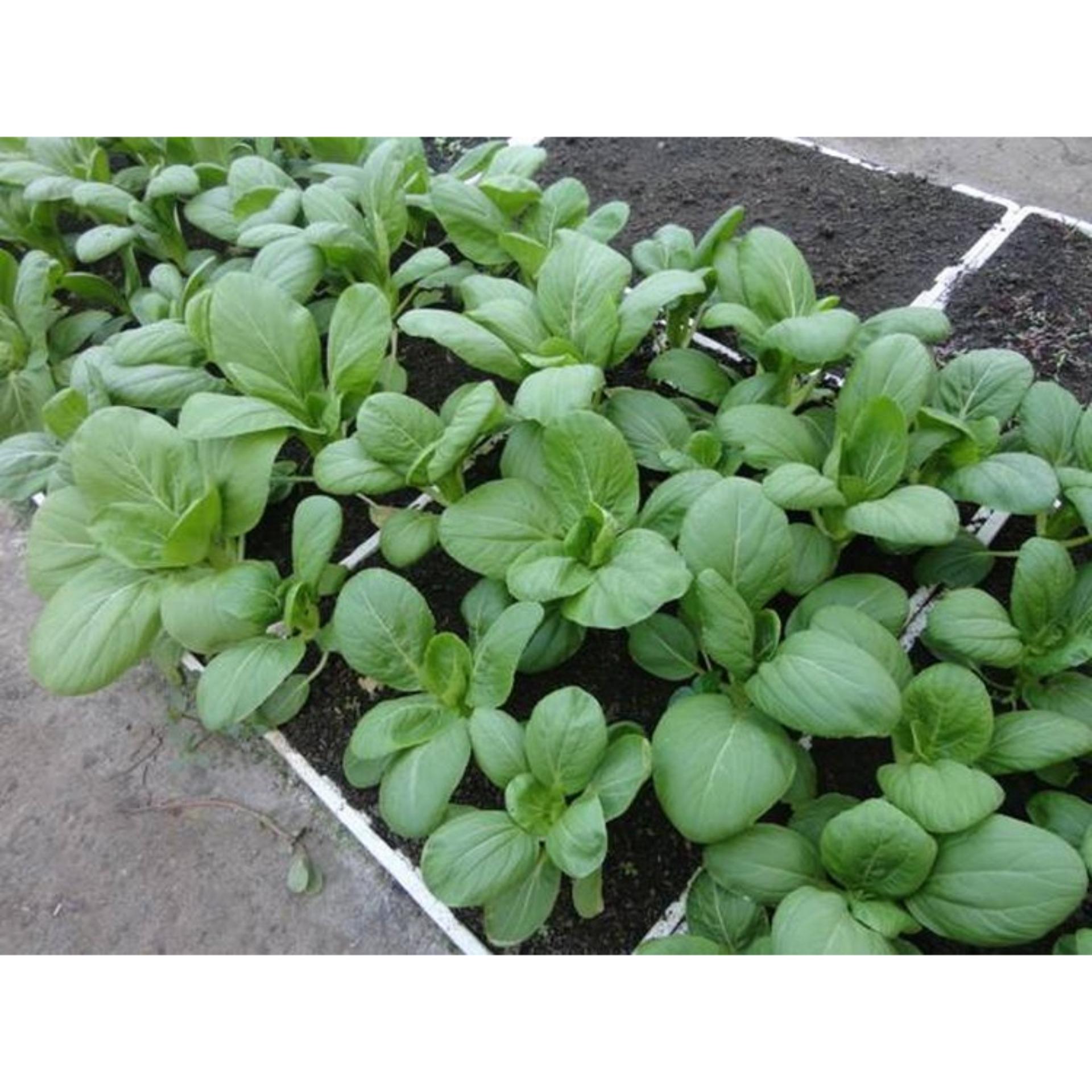 10g Hạt giống Cải thìa