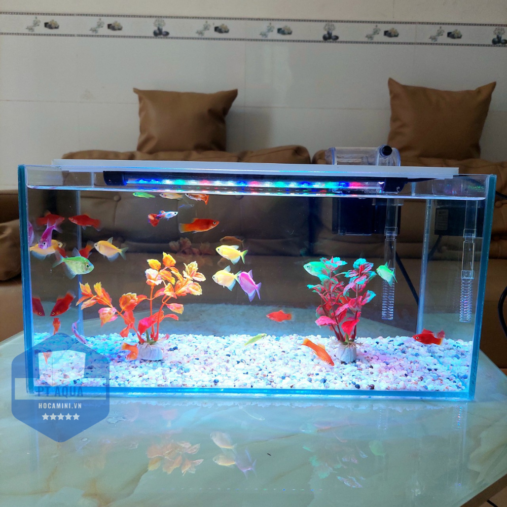 Bể cá mini 40cm COMBO đầy đủ phụ kiện