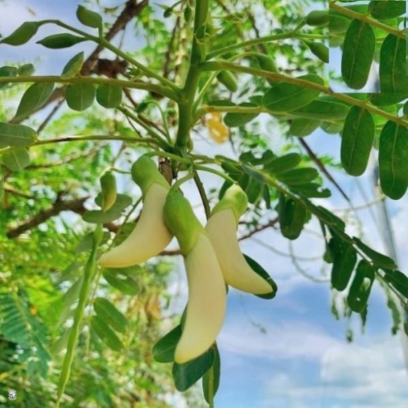 Hạt Giống Bông So Đũa Trắng - Gói 2 Gram