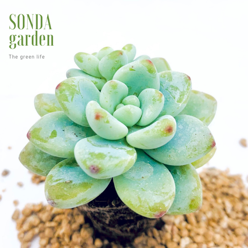 SEN ĐÁ SỎI THIÊN THANH SIZE MINI SIÊU CUTE LỖI 1 ĐỔI 1