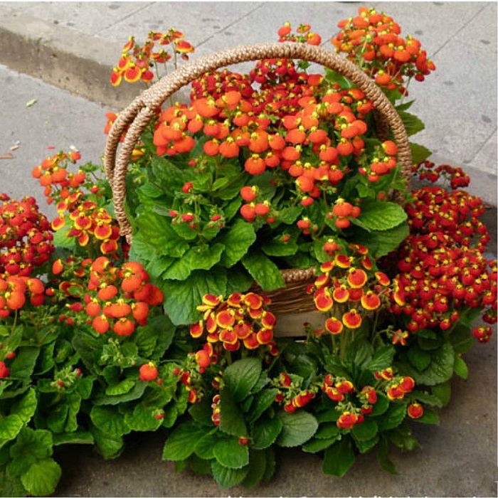 Hạt Giống Hoa Huyền Sâm Nhiều Màu - Gói 20 hạt