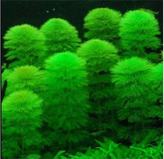 Cây rong Tiểu Bảo Tháp lá nước - Cây thủy sinh dễ trồng rất đẹp trong bể thủy sinh thùng xốp