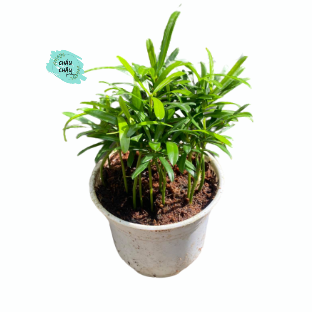 [HCM]CÂY VẠN NIÊN TÙNG MINI ĐỂ BÀN - TẶNG SỎI