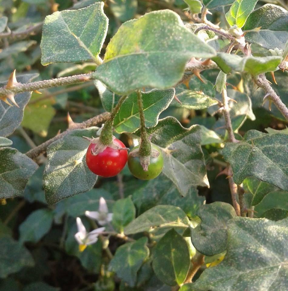 Cà Gai Leo - 1 kg