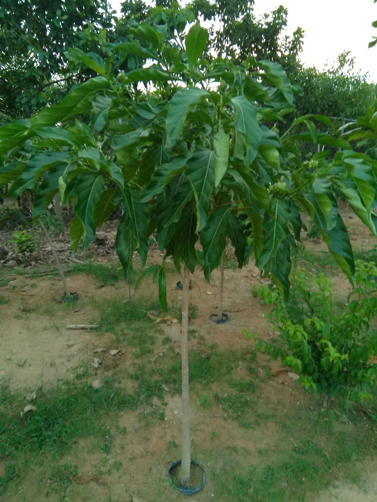 Cây nhàu lớn,  cao khoảng 1.5m