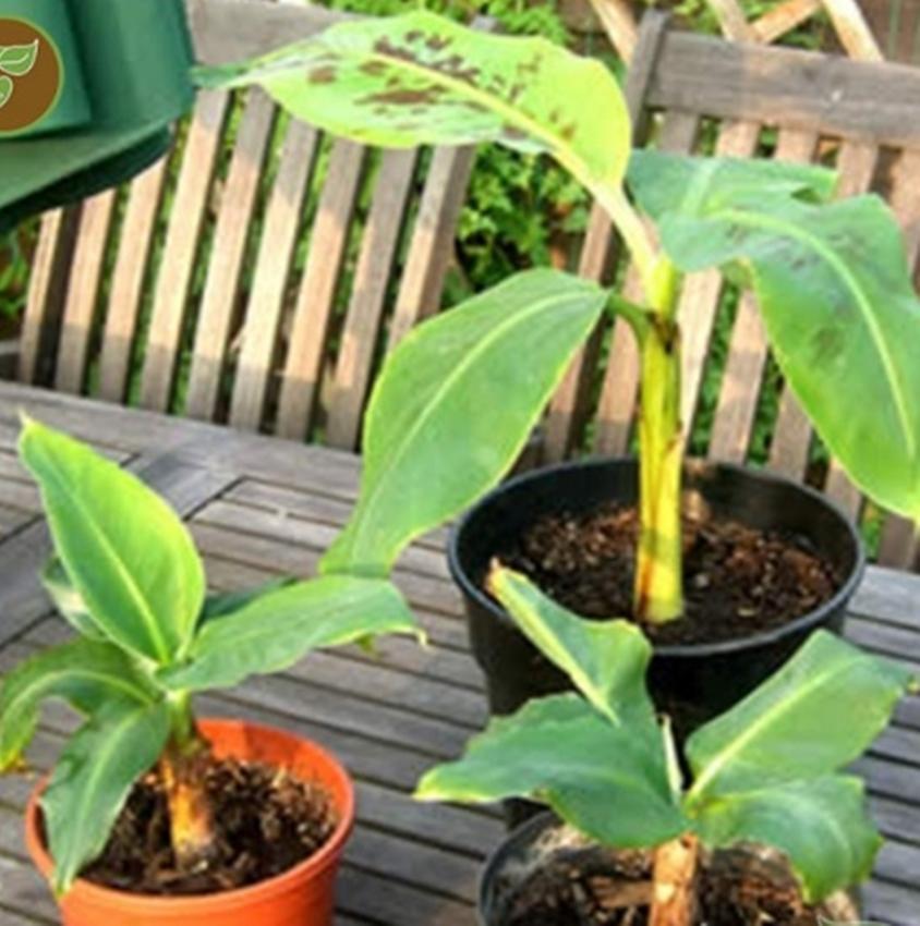 Hạt giống Chuối mini