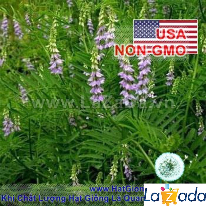 0.5GR 60.HAT Hạt Giống Cam Thảo (KL| C26*X43*M239)