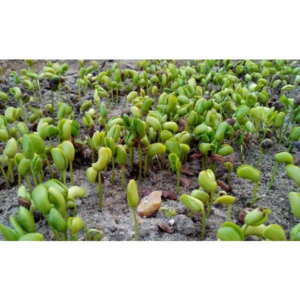 Hạt giống cây sưa đỏ {gói 20 hạt } - VTNT