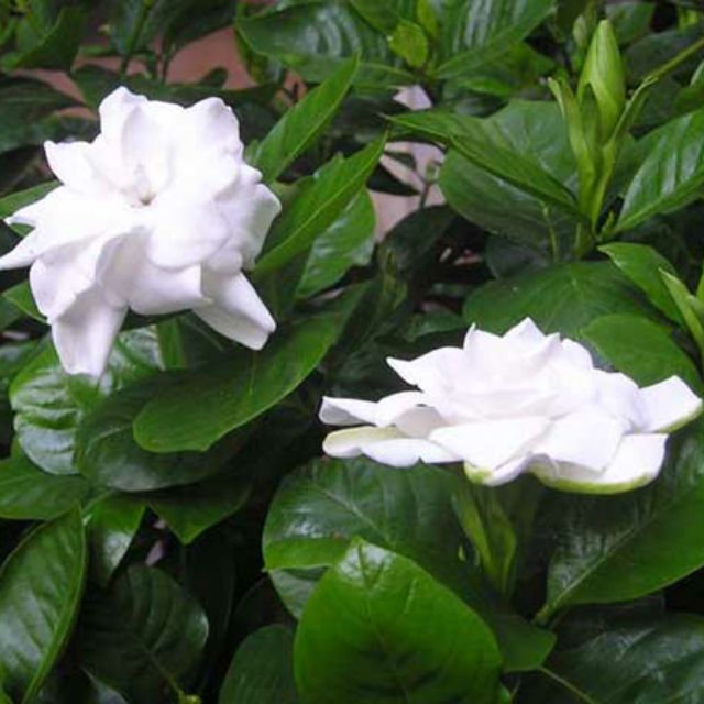 Bạch thiên hương - Trang Flower
