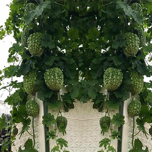 Hạt_Giống_Mướp_Đắng_Tròn 10 hạt ( tặng kèm kích mầm và phân bón )
