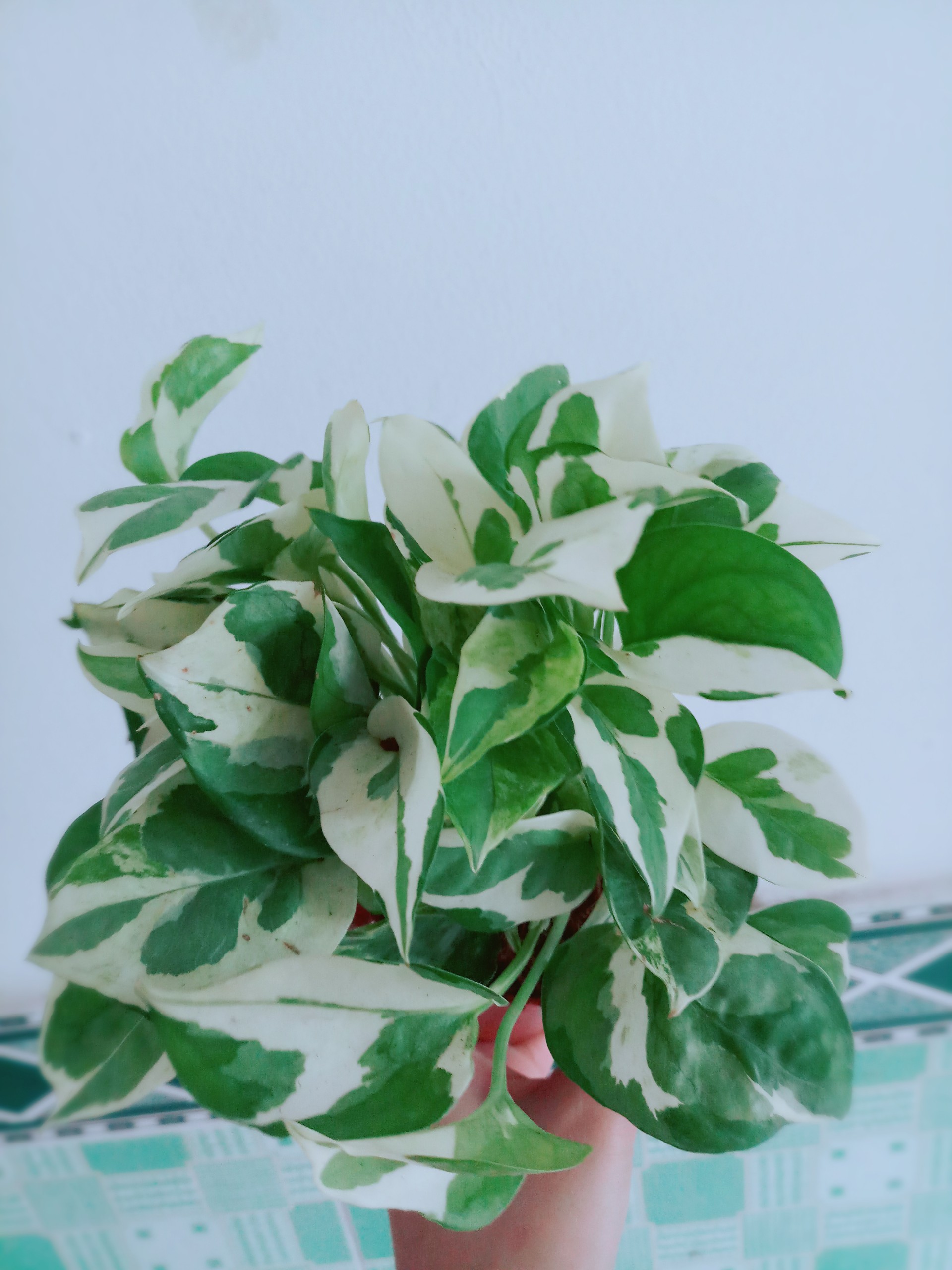Trầu Bà Sữa