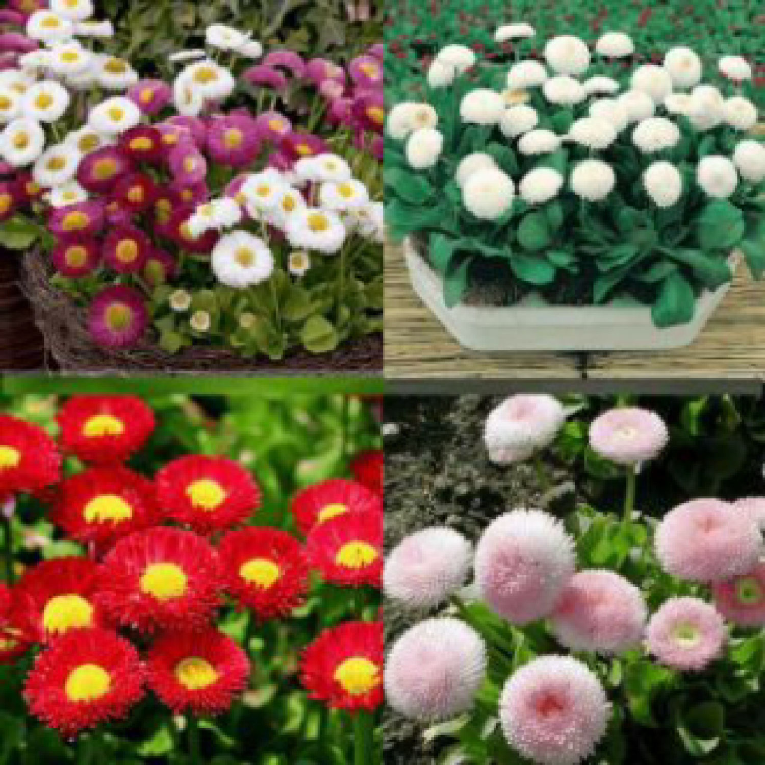 Ma337 gói 20 hạt giống hoa cúc nhật pompom mix