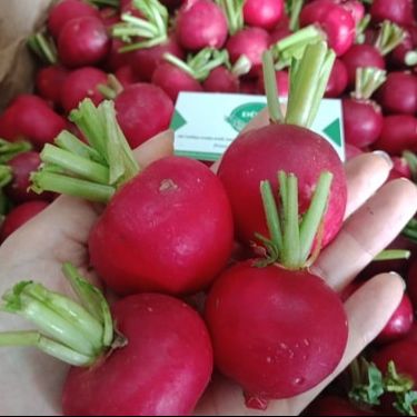 Hạt Giống củ cải đỏ 5gram | Dễ trồng