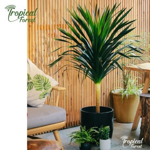 Chậu cây phát tài núi siêu đẹp, mang lại may mắn- vượng phong thủy cho gia chủ - nccptnstsd