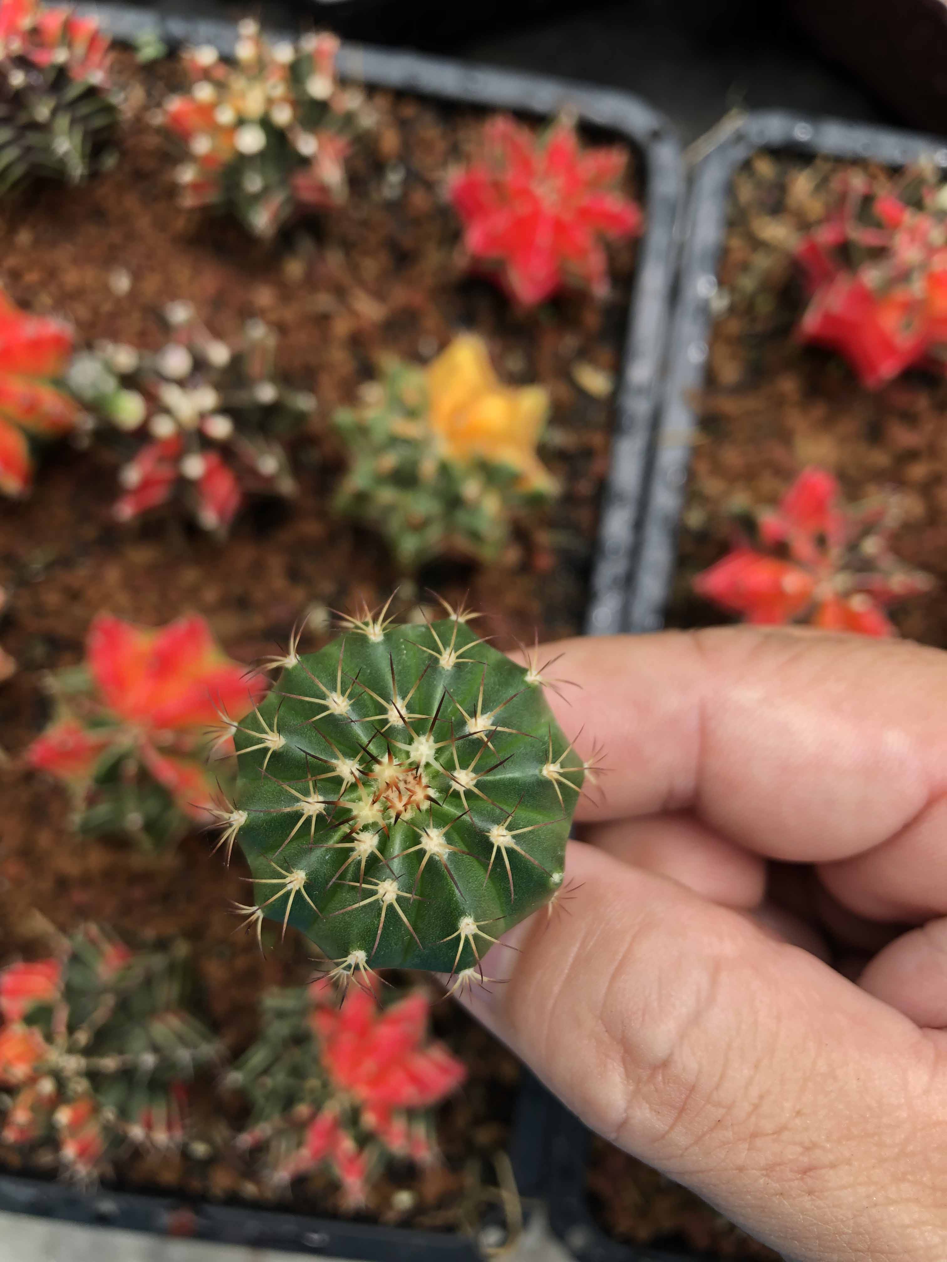 Xương rồng Melo gieo hạt