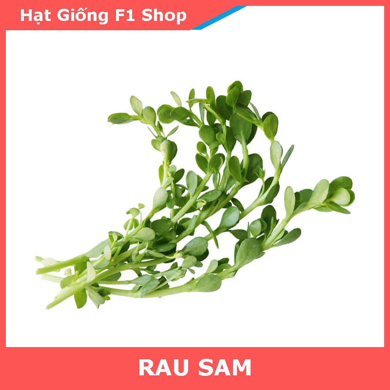 Hạt Giống Rau Sam Lá Dày