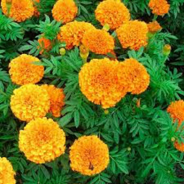 hạt giống hoa vạn thọ F1 - gói 20h