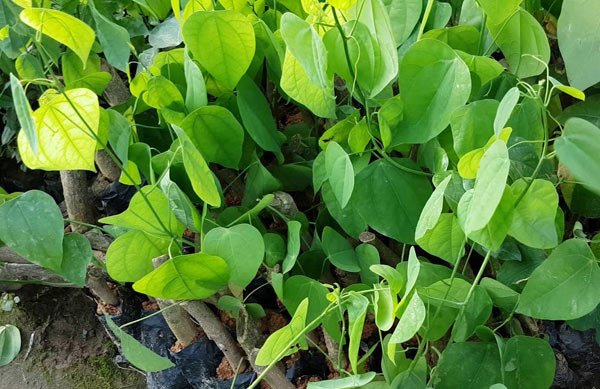 Combo 5 Cây giống Rau Bò Khai ĐỎ
