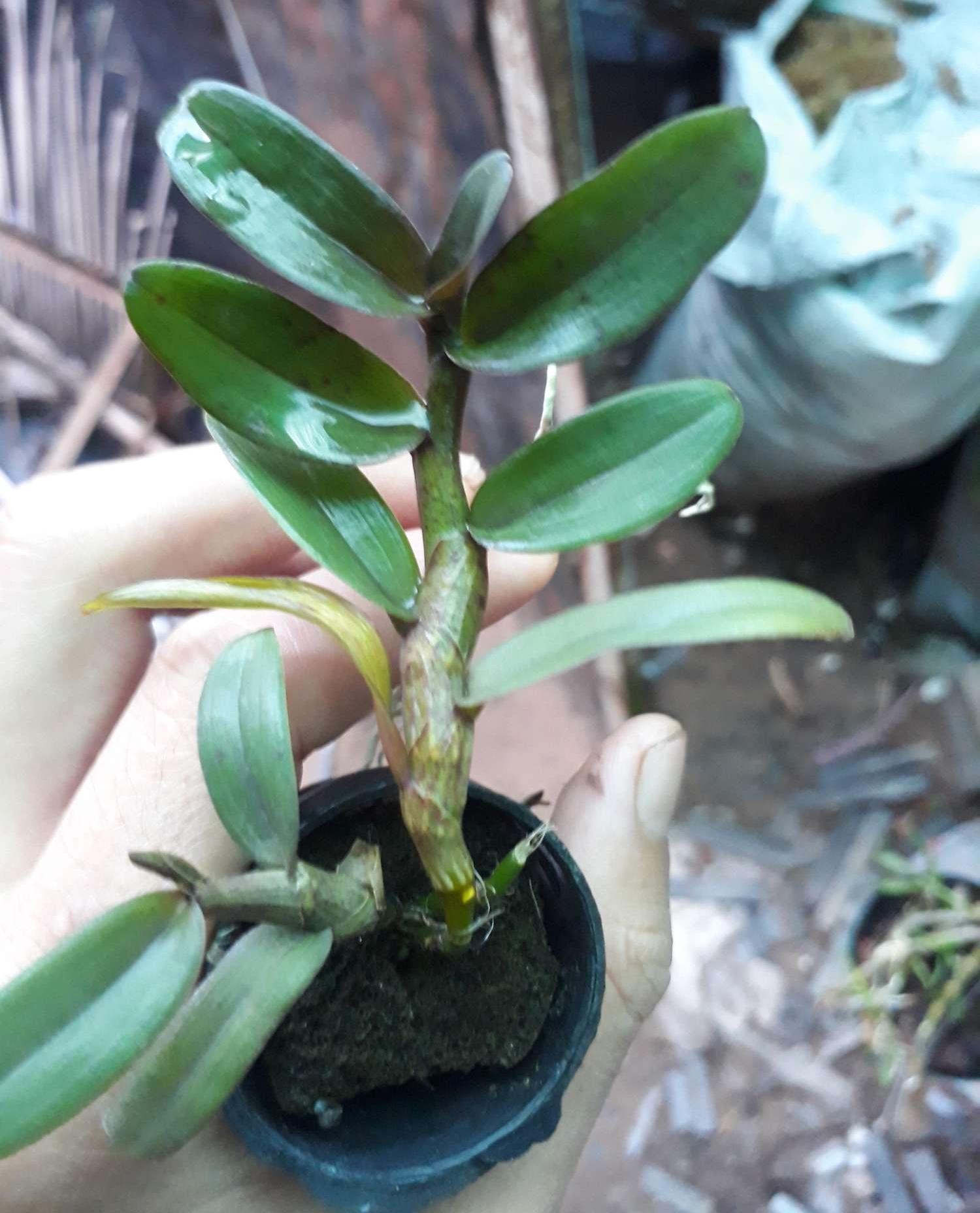 phong lan di linh nù tam bố