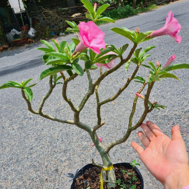 [Cây giống Hoa] Sứ Kỳ Duyên - CayGiongTot
