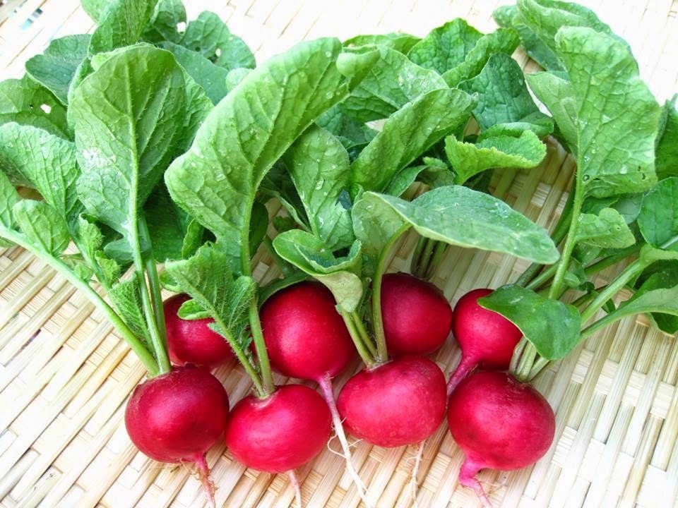 Hạt giống củ cải đỏ tròn Rạng Đông
