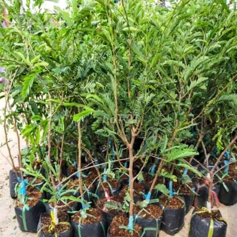 Cây me thái lùn trái ngọt (siêu sớm)