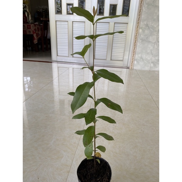 Cây trâm vối