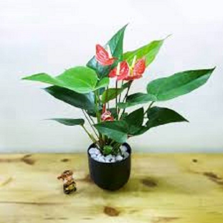chậu cây hồng môn để bàn