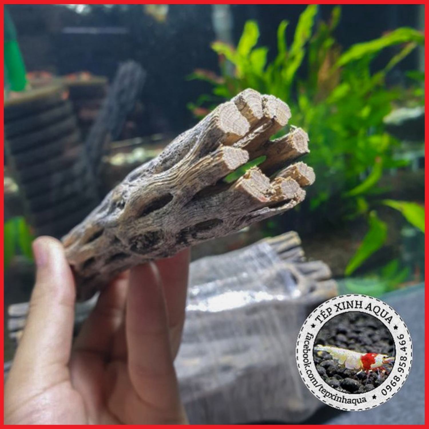 Lũa Cholla cho tép cảnh - Lũa xương rồng Cholla Cactus - Tép Xinh Aqua