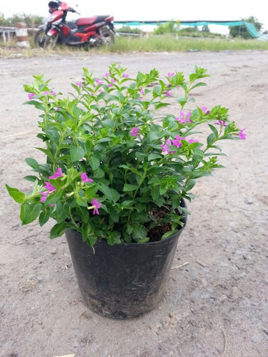 Cẩm Tú Mai - Chậu Hoa