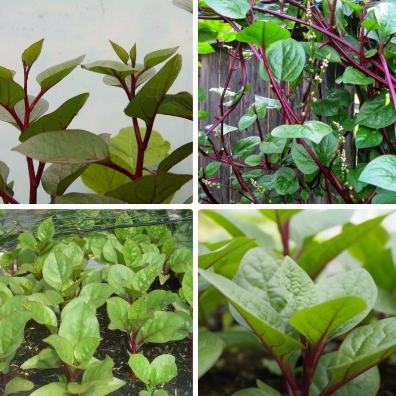 Hạt giống rau mồng tơi tím thái lan-gói 1gram