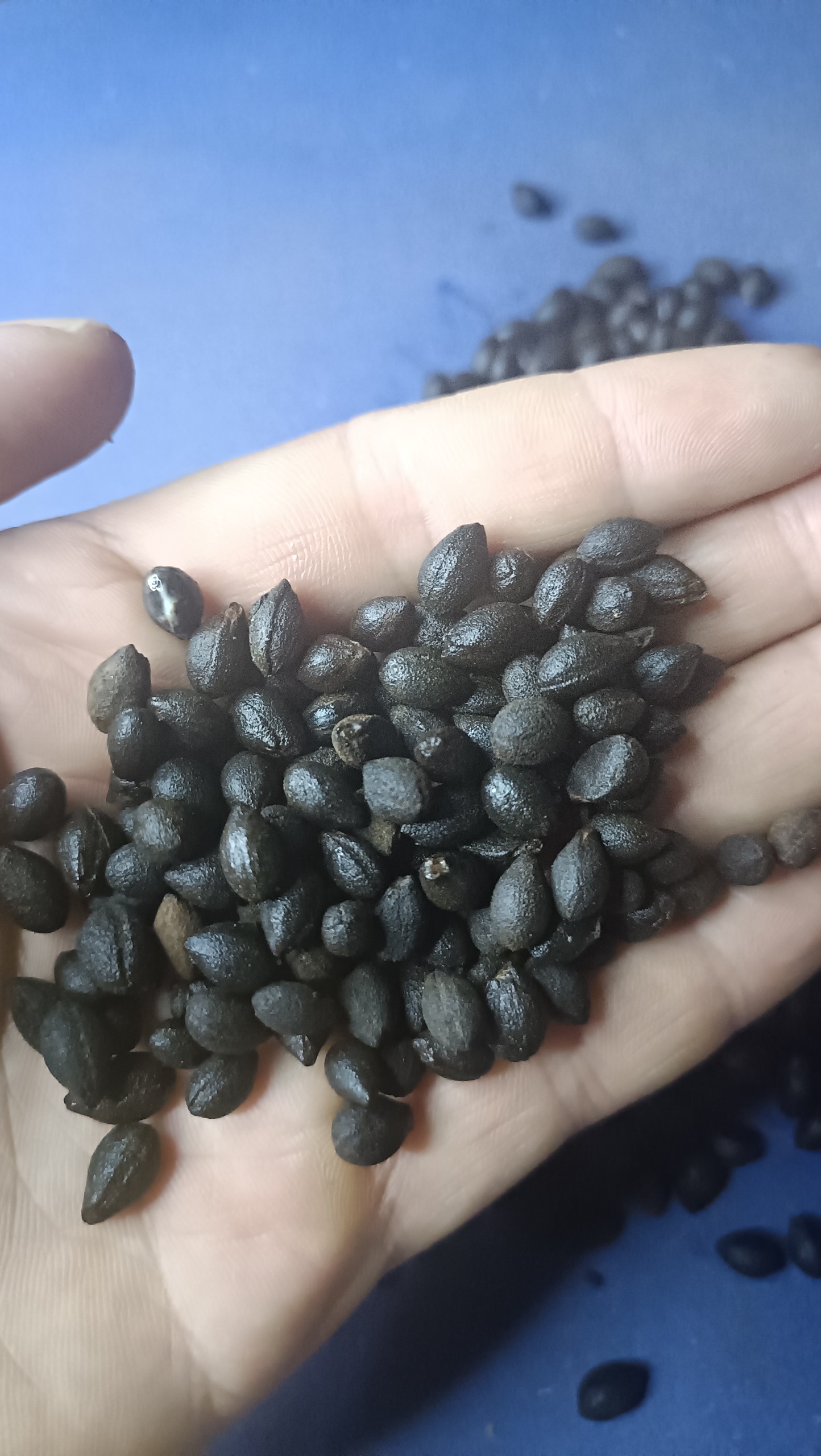 Hạt giống bồ đề - 1kg