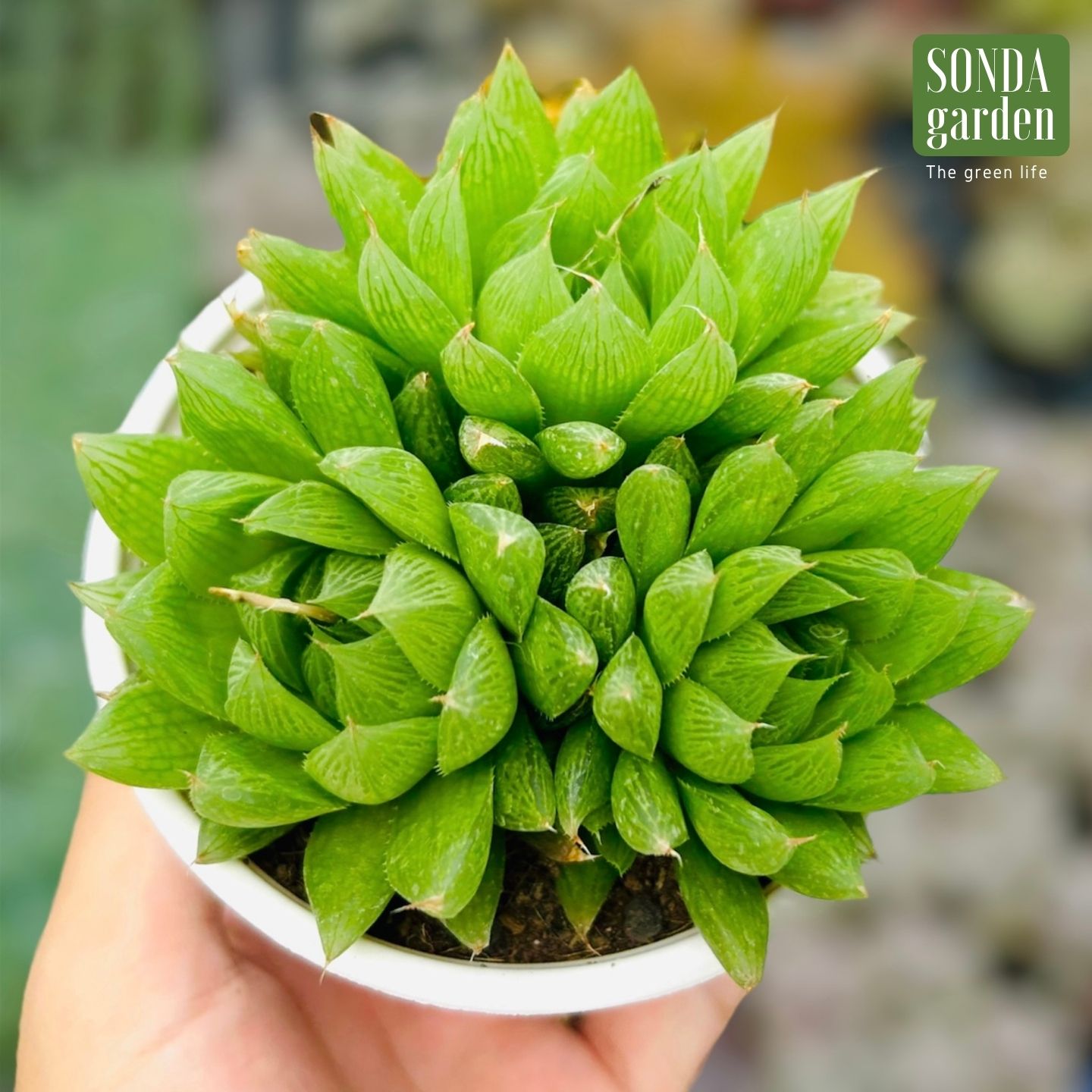 SEN ĐÁ DẠ QUANG SIZE TRUNG BÌNH LỖI 1 ĐỔI 1