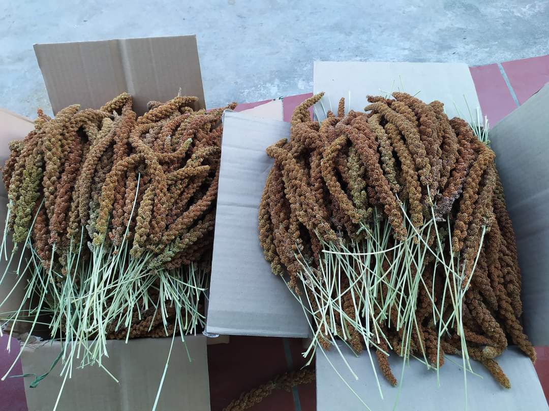 1kg kê nếp hút chân không