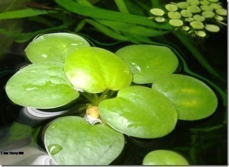 Bèo nhật lọc nước 11 cây- trang trí bể cá