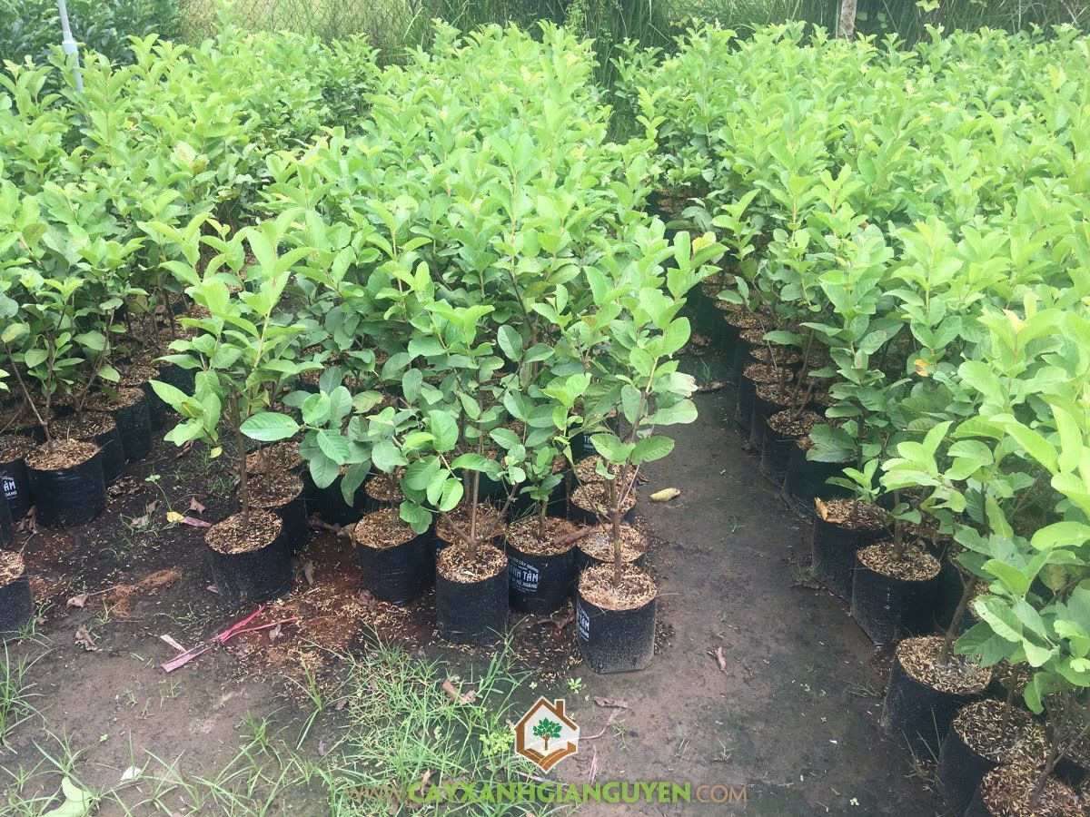 ổi giống nữ hoàng ( 5 tháng cho trái)