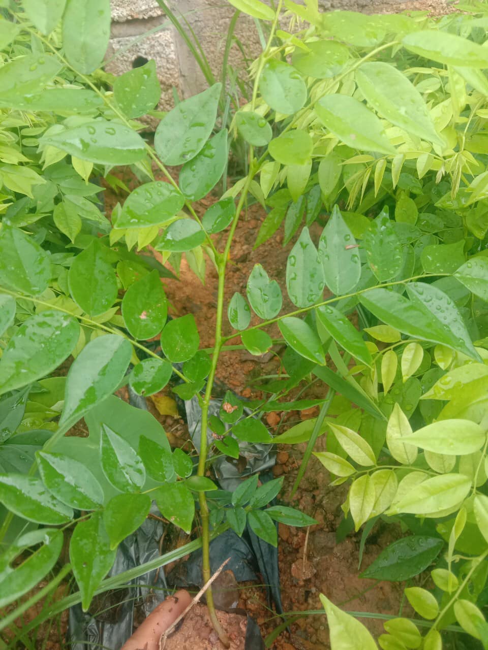 200 gram hạt giống sưa đỏ, huỳnh đàn