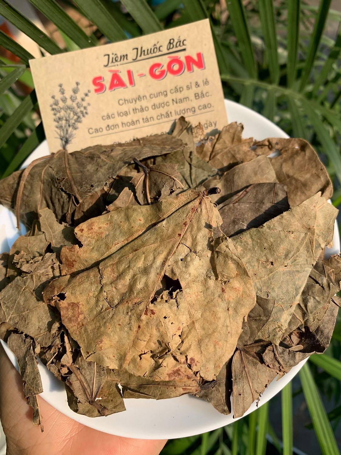 [HCM]LÁ VÔNG NEM 500Gram Tiệm Thuốc Bắc Sài Gòn