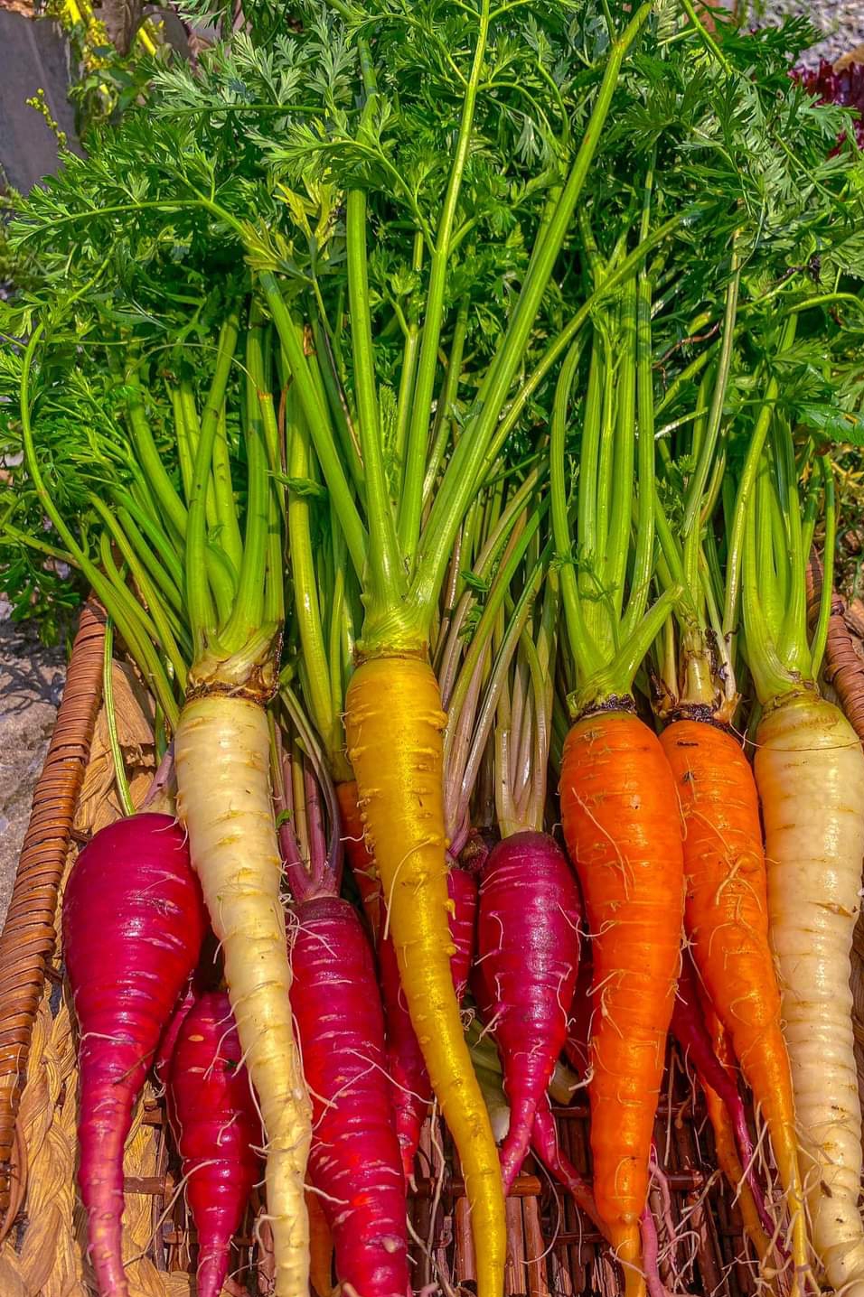 40h Hạt Giống Cà Rốt Mix Màu - TaNe Garden