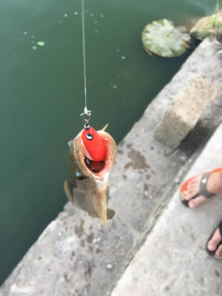 [HCM]Mồi lure chìm F35 TNTlures