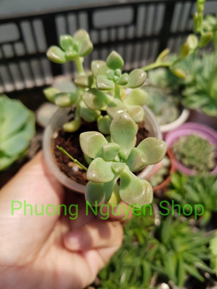 Sen Đá Kim Tuyến Cao