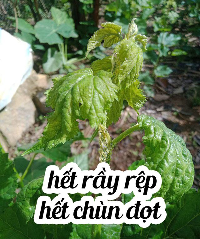 Phân bón thông minh Smart Fertilizer