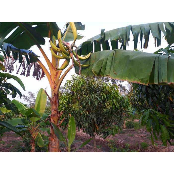 Cây giống chuối tá quạ cấy mô