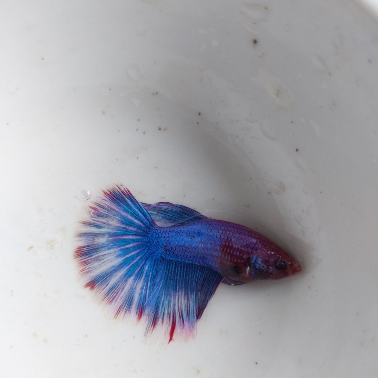 Betta Trống Halfmoon