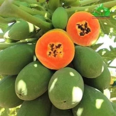Hạt giống đu đủ hà lan