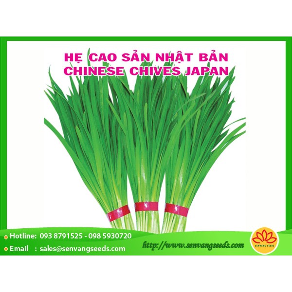 Hạt Giống Hẹ Cao Sản PhuNongSeeds - 2g
