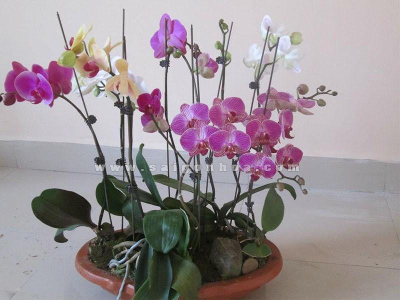 100 KẸP BƯỚM DÙNG ĐỂ KẸP HOA LAN HỒ ĐIỆP