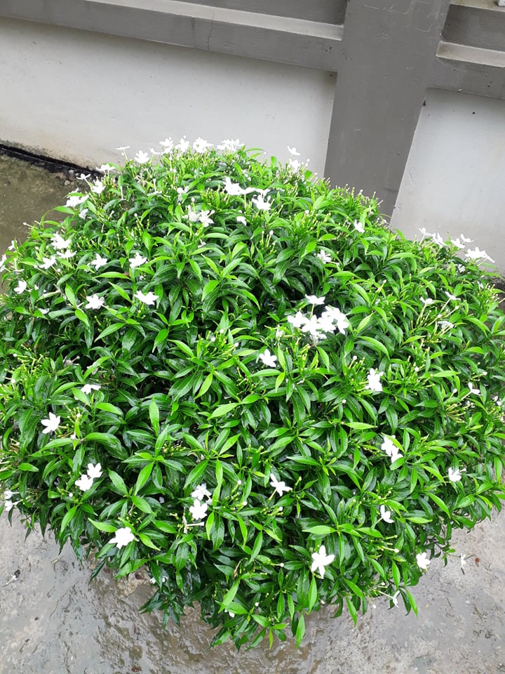 cây mai vạn phúc đanh hoa gửi đi nguyên bầu