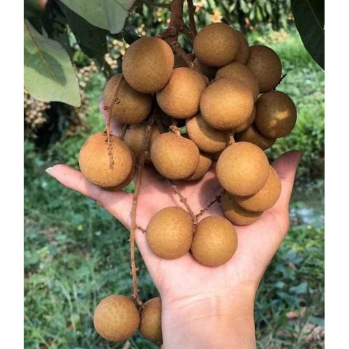 Nhãn hạt lép ido cây giống